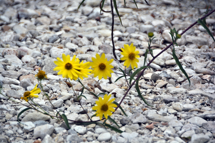 yellow flowers